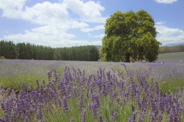 タスマニア島のラベンダー畑