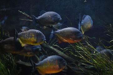 fish in aquarium 