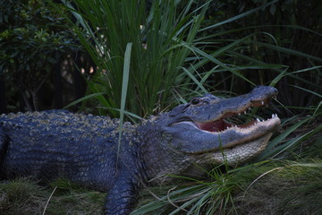 crocodile on grass