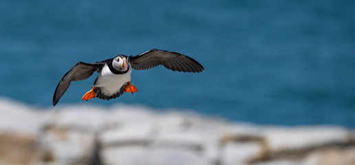 Atlantic Puffin 