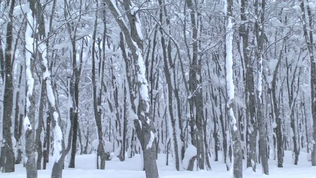 Bare beech trees in snowfall