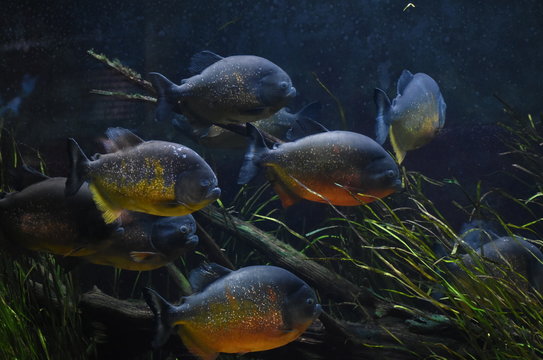 fish in aquarium 