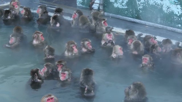 Macaques relaxing in hot spring