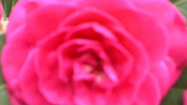 Close up of rose flower, Ina, Nagano Prefecture, Japan