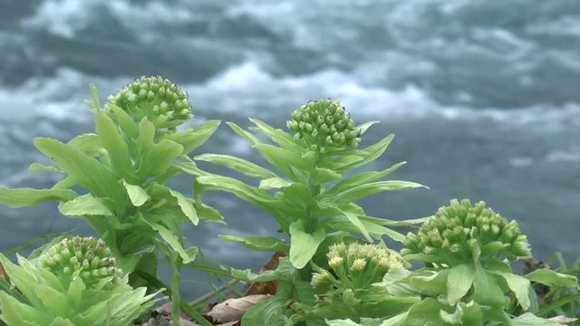 Close up of butterbur