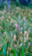 Vertical Close up view of vivid green grasses growing abundantly in the wilderness