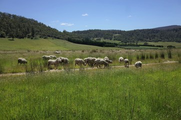 The sheep in Tasmania Australia