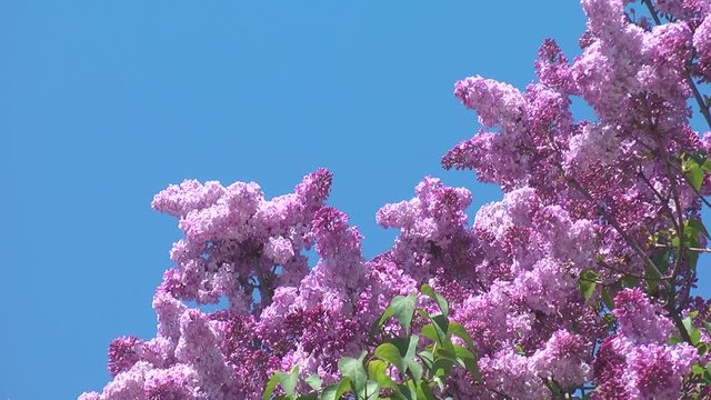 Low angle shot of blooming lilac on windy day, Sapporo, Hokkaido