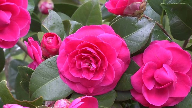 Close up of rose flower, Ina, Nagano Prefecture, Japan