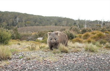 The wombat in Tasmania Australia