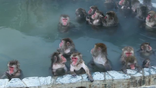 Macaques relaxing in hot spring