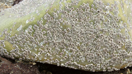 Wild new born oysters on stone in natural Algae Reef ecology protection park in Taoyuan, Taiwan...