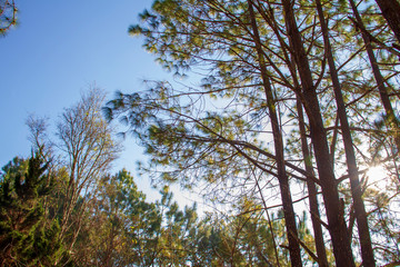 Fototapeta premium Forest and branches of pine trees with morning light natural background.