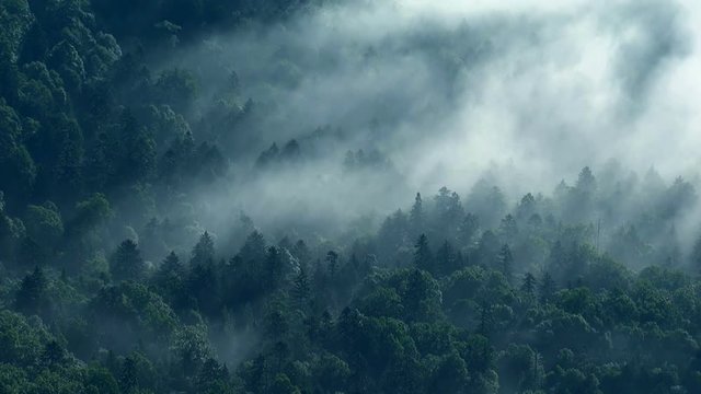 Foggy forest at sunrise