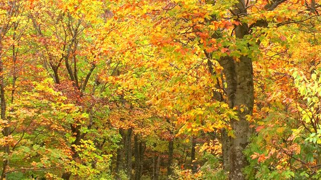 Yellow beech forest in autumn