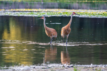 Sandhill cranes headed opposite directions