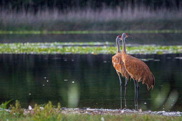 Pair of sandhill cranes looking right