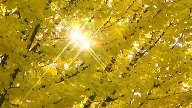 Sun shining through trees