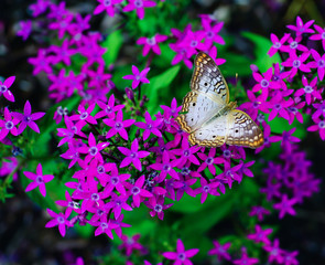 Pentas lanceolata flower and green leaf 