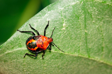 Image of red stink bug on green leaves on a natural background.. Insect. Animal.