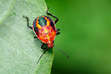 Image of red stink bug on green leaves on a natural background.. Insect. Animal.