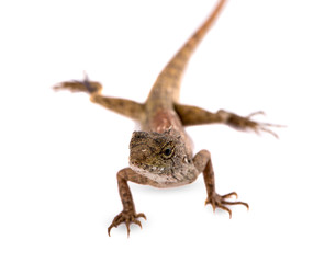 Lacertilia (Sauria) on white background
