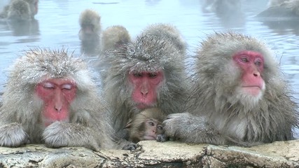 Japanese macaques in water