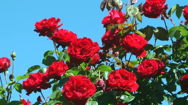 Vibrant red blooming roses
