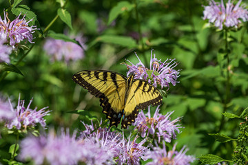 Swallowtail on wild bee balm