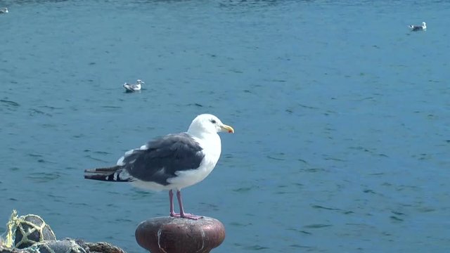 Close up of seagull