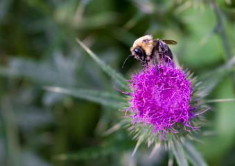Bee on a Flower
