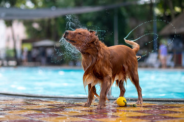 Golden Retriever playing in the pool
