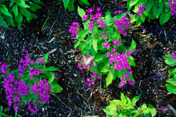 Pentas lanceolata flower and butterfly