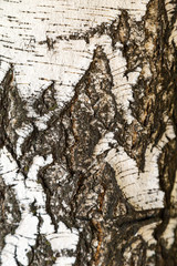 Obraz premium The texture of the bark of a birch tree.