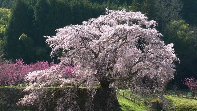 View of blossoming trees, Uda,&nbsp;Nara&nbsp;Prefecture, Japan