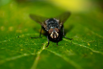 Mosca reposando sobre hoja