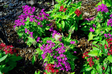 Fototapeta na wymiar Pentas lanceolata flower and butterfly