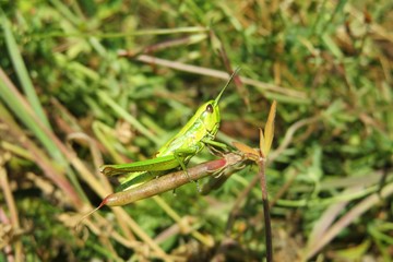 Green grasshopper on plant in the garden, closeup