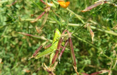 Green grasshopper on plant