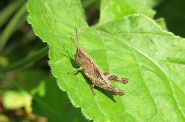Beautiful brown grasshopper on green leaf in the garden, closeup