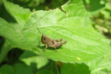 Brown grasshopper on leaf in the garden, closeup