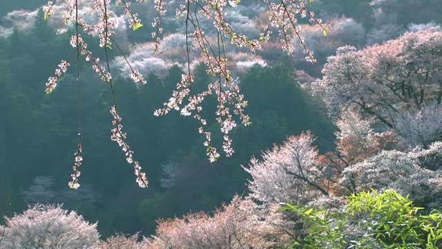Blossoming trees and hill behind,&nbsp;Yoshino,&nbsp;Nara&nbsp;Prefecture, Japan