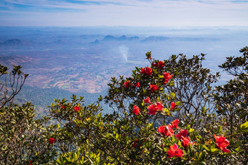 Landscape  of  Pha-Ta Lern, Phu Luang wildlife sanctuary, Loei province  Thailand.