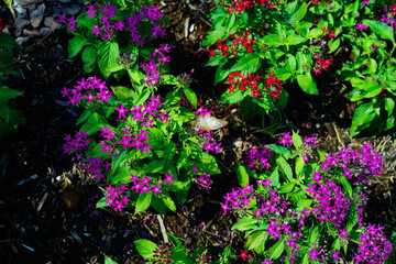 Fototapeta na wymiar Pentas lanceolata flower and butterfly 