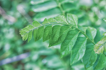 green leaves with dew drop  spring nature wallpaper background