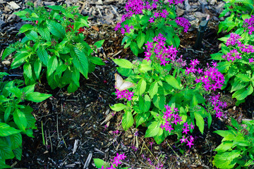 Pentas lanceolata flower and butterfly