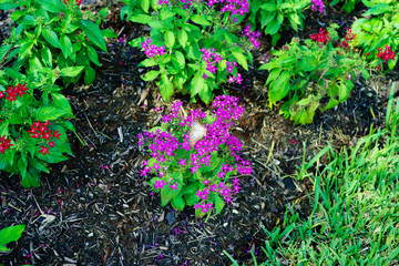 Pentas lanceolata flower and butterfly	
