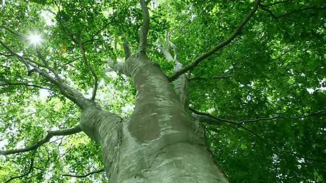 Low angle shot of sun lighting through beech treetop, Nanae, Hokkaido