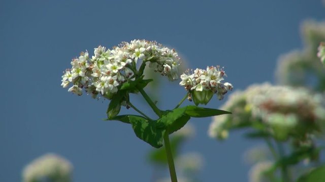 Close up of buckwheat in field, Numata, Hokkaido, Japan