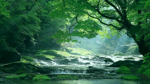 Scenic landscape of river flowing through forest, Japan